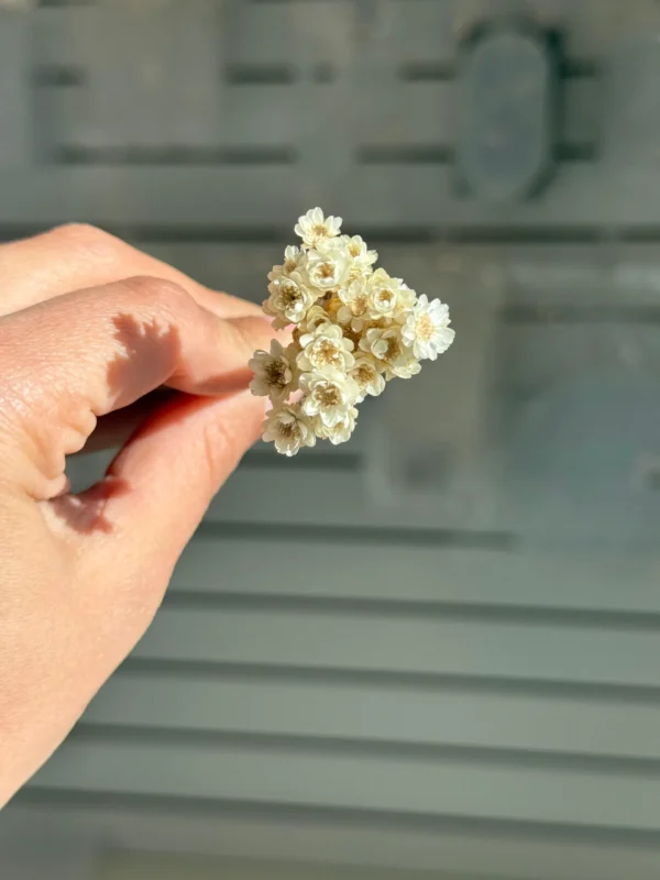 Flores Secas Diamantinas para Resina Epoxi BLANCAS - Ramo de flores 30 unidades