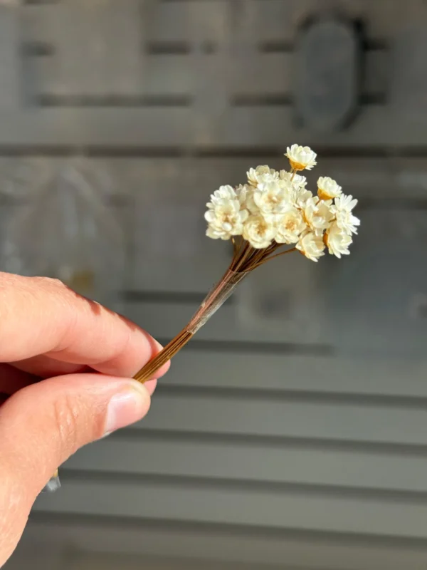 Flores Secas Diamantinas para Resina Epoxi BLANCAS - Ramo de flores 30 unidades