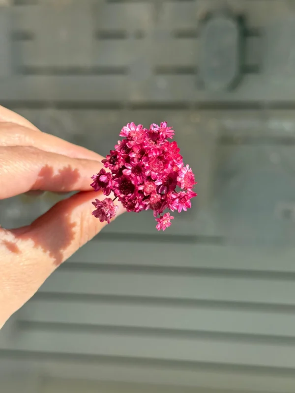 Flores Secas Diamantinas para Resina Epoxi BORDO - Ramo de flores 30 unidades