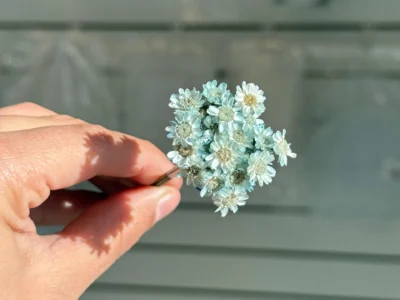 Flores-secas-para-resina-celeste1 Flores Secas Diamantinas para Resina Epoxi CELESTE - Ramo de flores 30 unidades