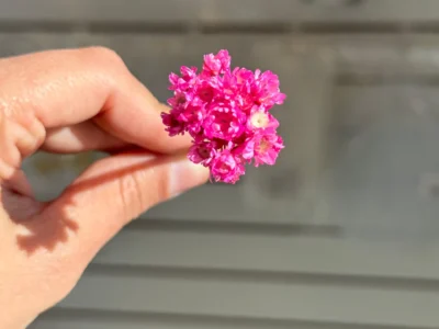 Flores-secas-para-resina-fucsia1 Flores Secas Diamantinas para Resina Epoxi FUCSIA - Ramo de flores 30 unidades