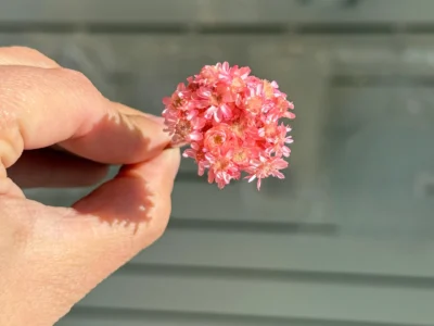 Flores-secas-para-resina-rosa1 Flores Secas Diamantinas para Resina Epoxi ROSA - Ramo de flores 30 unidades