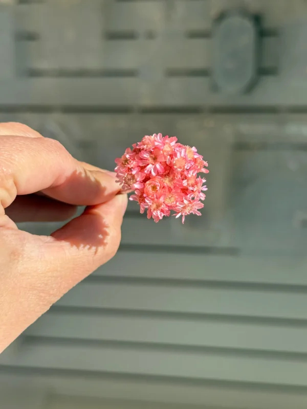 Flores Secas Diamantinas para Resina Epoxi ROSA - Ramo de flores 30 unidades