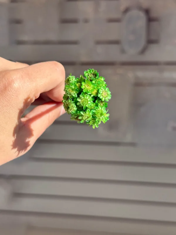 Flores Secas Diamantinas para Resina Epoxi VERDE - Ramo de flores 30 unidades